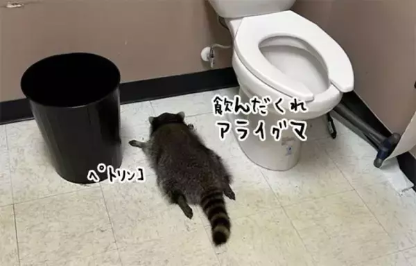 酒屋に侵入したアライグマが酒をガブ飲み。酔っぱらってトイレで行き倒れる