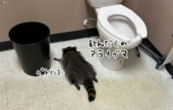 酒屋に侵入したアライグマが酒をガブ飲み。酔っっぱらってトイレで行き倒れる
