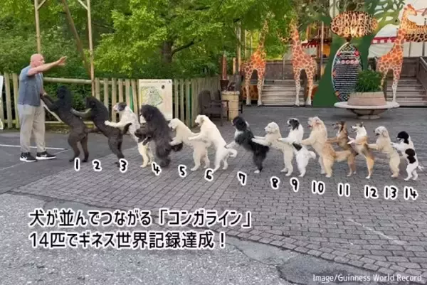 これはかわいい世界記録。犬がつながって歩く「コンガライン」14匹でギネス記録更新