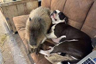 そいつらは仲間じゃない！自分を犬だと思い込んでいるカピバラ、脱走を繰り返す