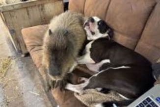 そいつらは仲間じゃない！自分を犬だと思い込んでいるカピバラ、脱走を繰り返す