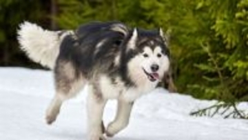 そり犬の血が騒ぐぜ。宿泊客の荷物運びを率先して行うマラミュート犬、張り切りすぎて失敗も