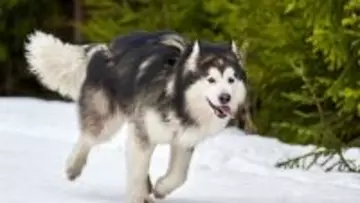 そり犬の血が騒ぐぜ。宿泊客の荷物運びを率先して行うマラミュート犬、張り切りすぎて失敗も