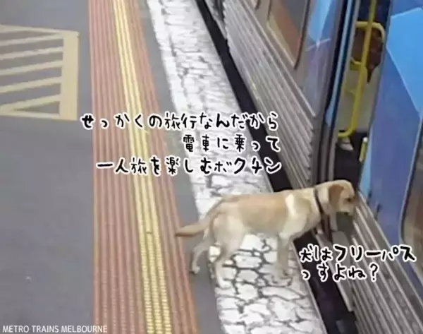 家族で国内旅行中にこっそり抜け出し、電車に乗ってひとり旅を楽しもうとした犬