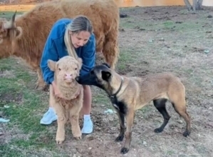 牧場にて「可愛いな、いっしょに遊びたいな」子牛とお友だちになりたいベルジアン・シェパード・ドッグ