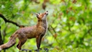 亡命か？イギリスの貨物船に乗り込んだキツネがアメリカに渡り永住権を得る