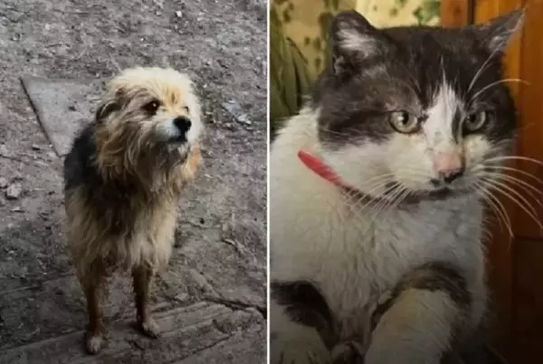 ウクライナの戦地最前線から兵士たちがドローンで犬と猫を避難させることに成功