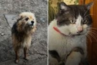 ウクライナの戦地最前線から兵士たちがドローンで犬と猫を避難させることに成功