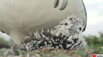 ミッドウェー環礁でコアホウドリの子育てシーズント。75歳のウィズダムは？