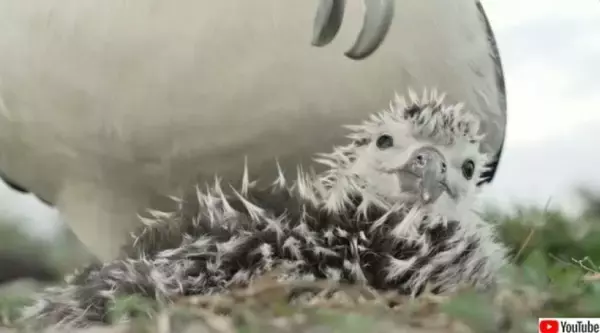 ミッドウェー環礁でコアホウドリの子育てシーズント。75歳のウィズダムは？