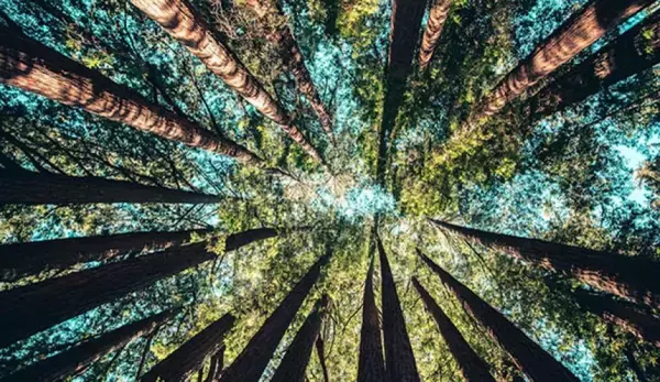 わずか3分で脳が整う。自然の中にいるだけでストレスが消える仕組みを神経科学が解明