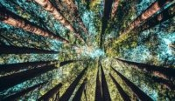 わずか3分で脳が整う。自然の中にいるだけでストレスが消える仕組みを神経科学が解明