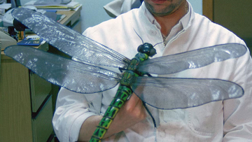 3億年前の昆虫が巨大だった理由は酸素濃度ではなかった。定説に待ったがかかる