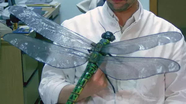 3億年前の昆虫が巨大だった理由は酸素濃度ではなかった。定説に待ったがかかる