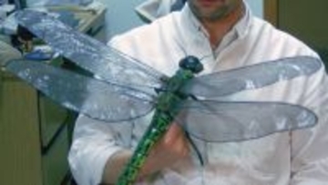 3億年前の昆虫が巨大だった理由は酸素濃度ではなかった。定説に待ったがかかる