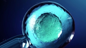 ヒトの皮膚細胞から卵子を作ることに成功、不妊治療の新たな選択肢