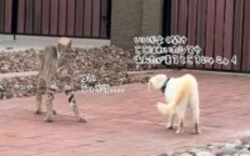 飼い猫が野生のボブキャットと遭遇！ひるむことなく説得し追い払う