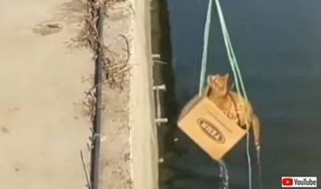 「猫ちゃん、もう少しだから頑張れ！」段ボールで作った救助道具で川から猫を助け上げる男性