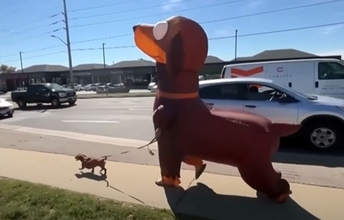 巨大ダックスフントがダックスフントを連れてお散歩。カナダの街に笑顔をお届け中