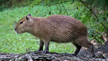 カピバラ逃走中。目撃情報が寄せられるも、一週間以上逃亡を続ける（イギリス）