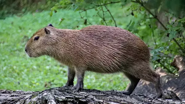 カピバラ逃走中。目撃情報が寄せられるも、一週間以上逃亡を続ける（イギリス）