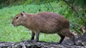 カピバラ逃走中。目撃情報が寄せられるも、一週間以上逃亡を続ける（イギリス）