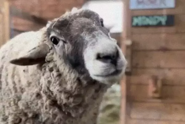 「ステキなメロディね」牧場に流れる音楽に羊がうっとろりん。音楽に耳を傾ける動物たち