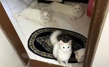 こんな動画だけ見ていたい。バスルームに入るとドアの前で待ち続ける5匹の白猫