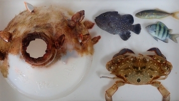 2か月間プラスチックボトルに閉じ込められて生き延びたワタリガニの一種を沖縄で発見