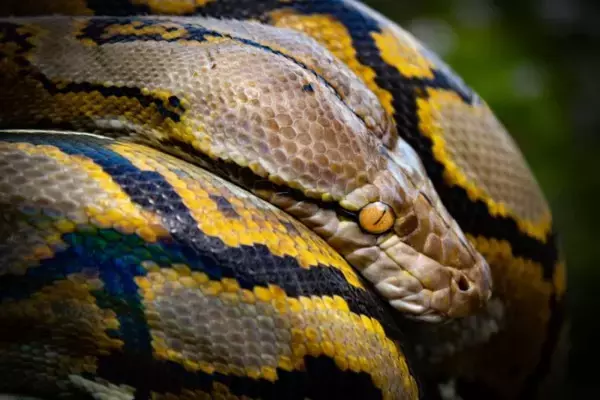 体長7メートルの巨大ニシキヘビが女性を丸のみ（蛇出演中）