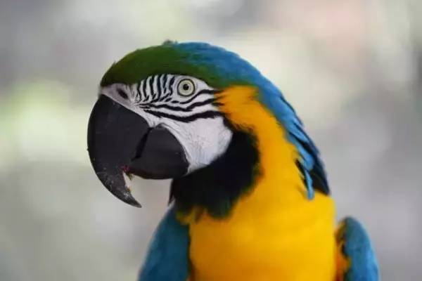 ペットのインコが傷害事件を起こし、飼い主逮捕。多額の賠償金と懲役刑