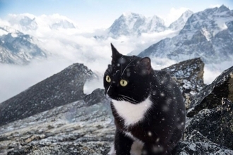 極寒のロッキー山脈で5か月間生き延びた猫、奇跡の生還を果たし無事家族のもとへ