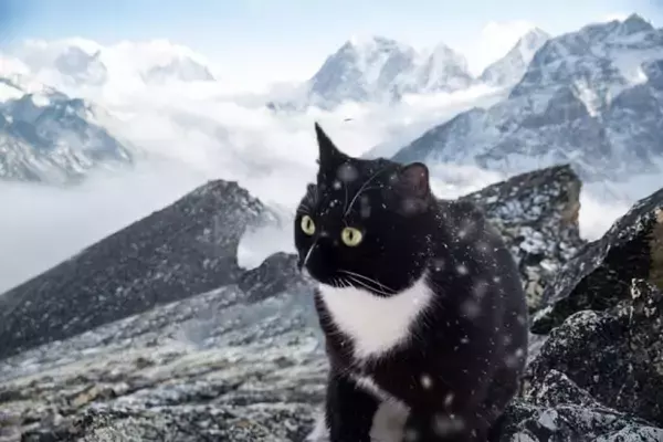 極寒のロッキー山脈で5か月間生き延びた猫、奇跡の生還を果たし無事家族のもとへ