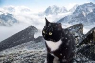 極寒のロッキー山脈で5か月間生き延びた猫、奇跡の生還を果たし無事家族のもとへ