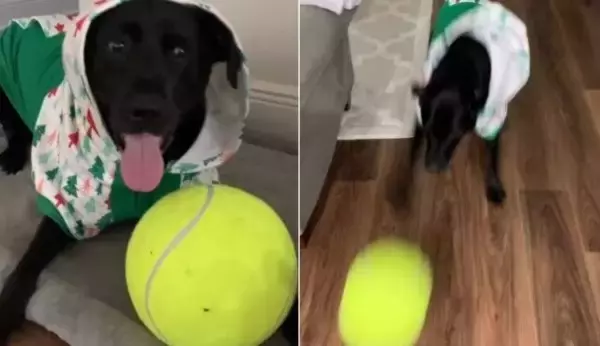 これは喜んでくれるはず！テニスボールが大好きな愛犬のために、巨大テニスボールを買ってみた結果