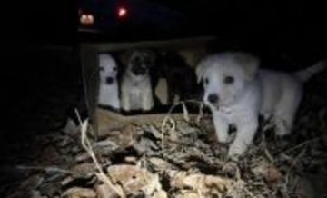 「ありゃ何だ？」茂みに置かれた段ボール箱を守るやせこけた犬。箱の中には5匹の子犬たちが…！
