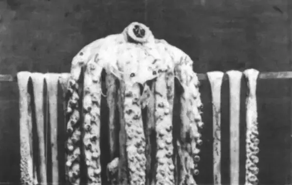 1874年に撮影、世界最古のダイオウイカの写真