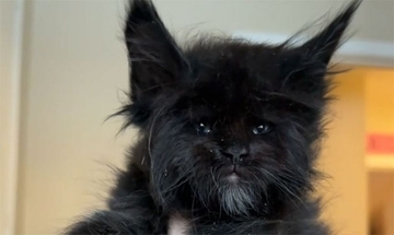 オオカミかと思ったら猫！メインクーンの黒い子猫がワイルドすぎた