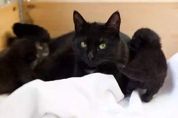 猫好きの夫のためサプライズを計画した妻。1匹の予定が7匹になってしまった件
