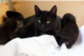 猫好きの夫のためサプライズを計画した妻。1匹の予定が7匹になってしまった件