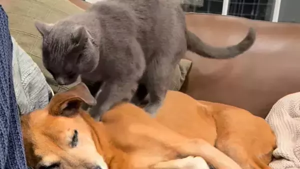 それなら得意にゃ！仲良しの犬の関節痛をやわらげるため、毎日マッサージを施す猫
