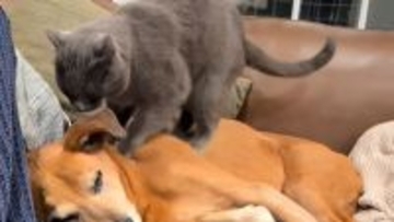 それなら得意にゃ！仲良しの犬の関節痛をやわらげるため、毎日マッサージを施す猫