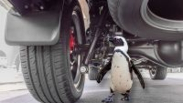 オンリー南アフリカ。車の下にペンギンが入り込むので要確認！