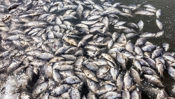 アリゾナ州の貯水池で魚の大量死。ほぼ全滅し無期限の閉鎖