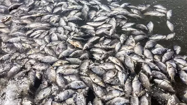 アリゾナ州の貯水池で魚の大量死。ほぼ全滅し無期限の閉鎖