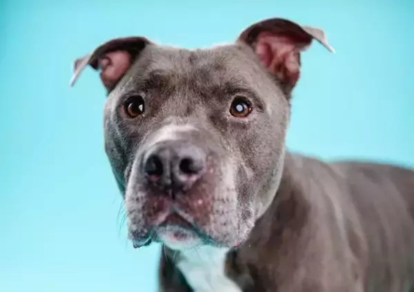 「犬種差別」に終止符。米メリーランド州で27年ぶりにピットブルの飼育が解禁