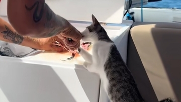 路上をさまよっていた猫が船上生活を満喫中。とれたての魚に舌鼓