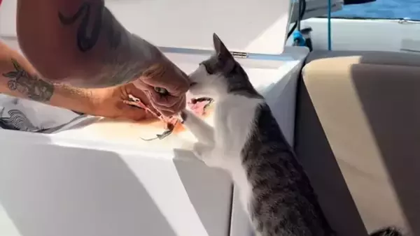 路上をさまよっていた猫が船上生活を満喫中。とれたての魚に舌鼓