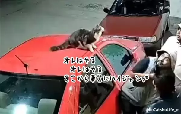 猫が下した天誅なのか？男性に襲い掛かる悲劇はこの後すぐ！