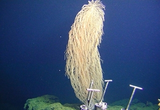 モフモフのサンゴの新種を発見。「チューバッカ」と名付けられる